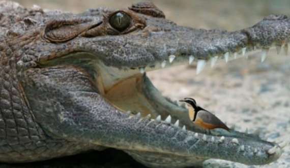 A e dini pse zogu futet në gojën e krokodilit dhe ai nuk e ha asnjëherë 