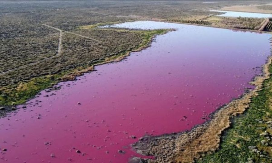  Kimikati i karkalecave që shndërroi lagunën në ngjyrë rozë 