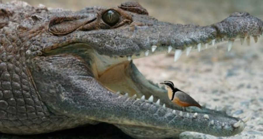 A e dini pse zogu futet në gojën e krokodilit dhe ai nuk e ha asnjëherë 