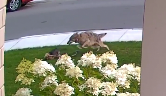  Pamje: Qeni i vogël por trim e shpëton pronaren 10 vjeçe nga kojota 
