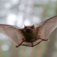 8 fakte që nuk i dinit për lakuriqët e natës-vampirë