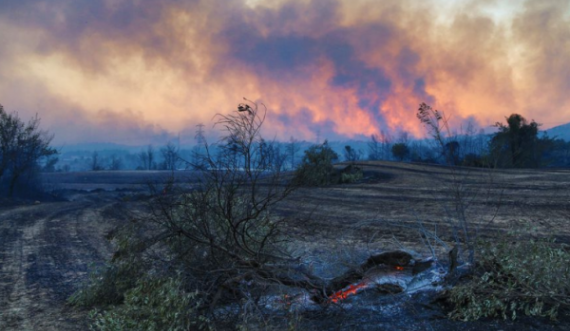  AMMK dhe DAPK bëjnë thirrje për kujdes të pyjeve ndaj zjarrit 