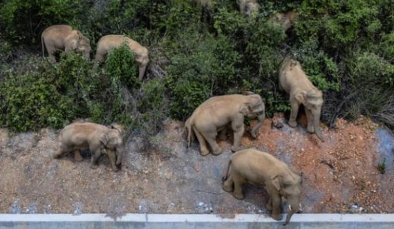  Elefantët e arratisur s’po ndalen, ecën 500 kilometra dhe kanë bërë shumë dëme 