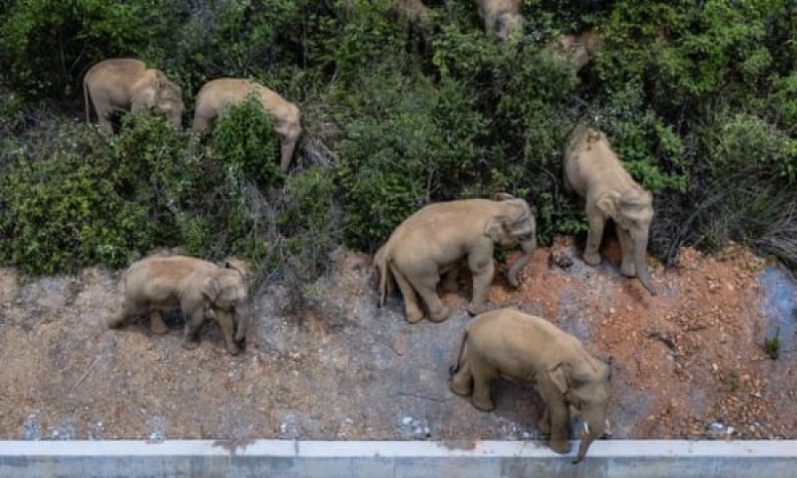  Elefantët e arratisur s’po ndalen, ecën 500 kilometra dhe kanë bërë shumë dëme 