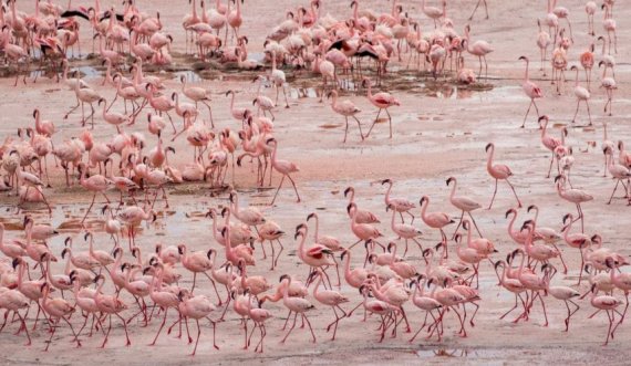 Njihuni me liqenin helmues, shtëpinë e flamingove 