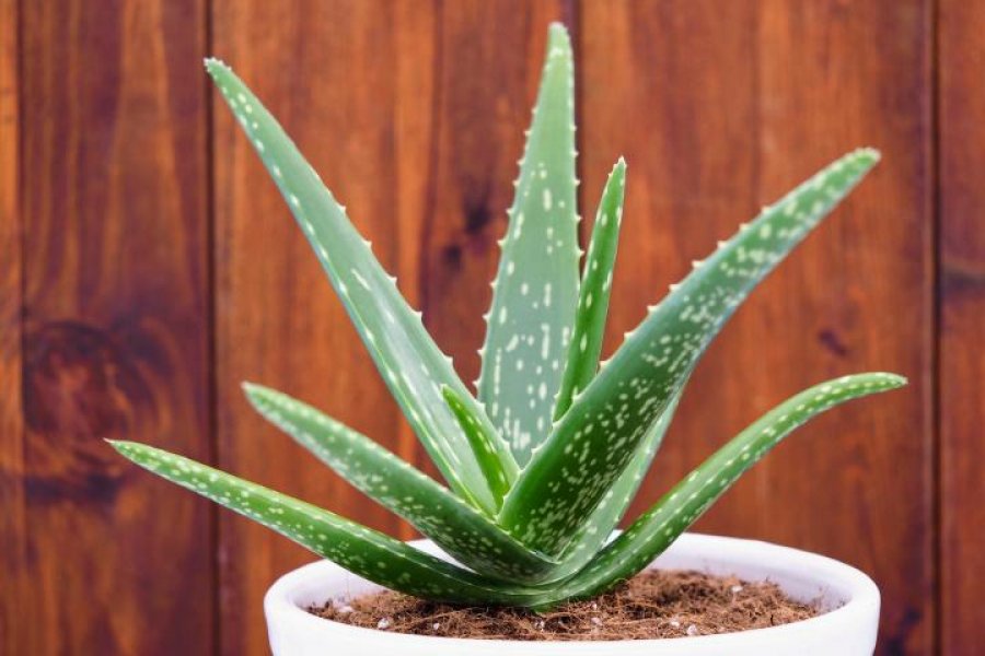 Aloe verën mund ta përdorni edhe për diabet