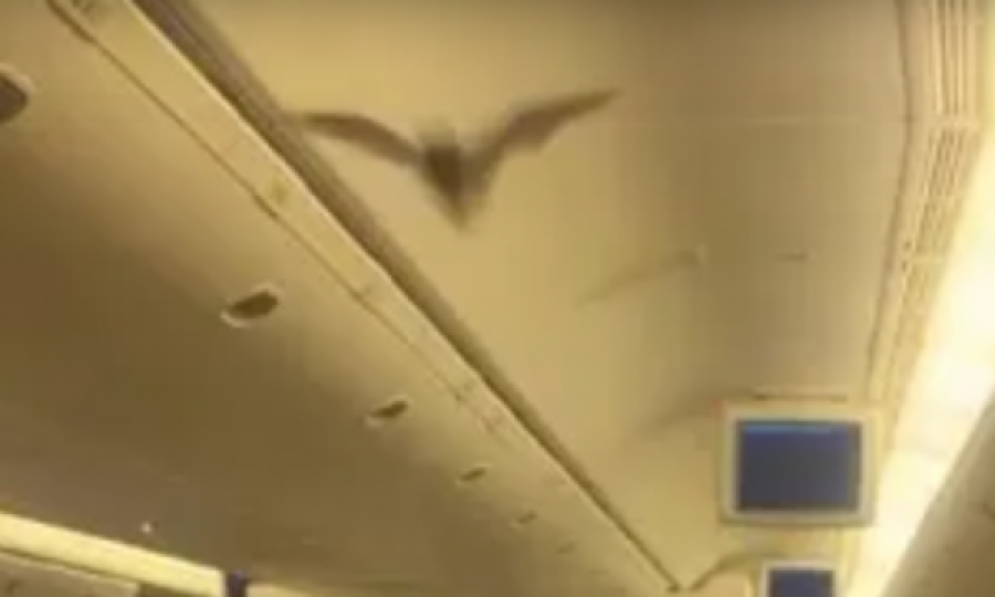 Lakuriqi i natës futet në aeroplan gjatë fluturimit