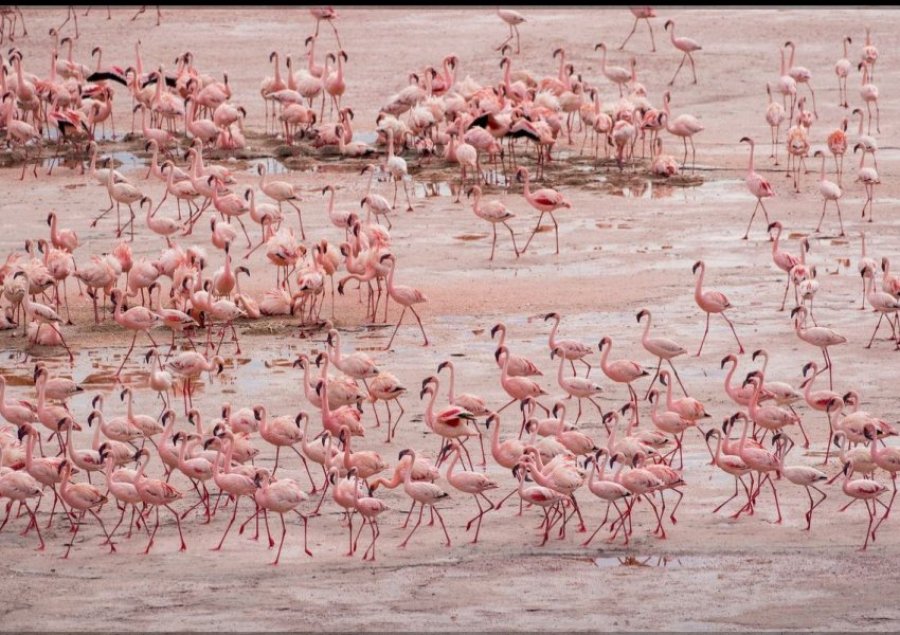 Njihuni me liqenin helmues, shtëpinë e flamingove 