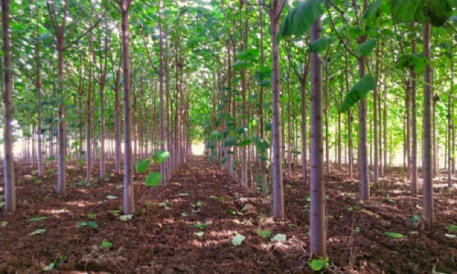 Institucionet e Kosovës nisin kampanjën për mbjelljen e 1 milion drunjve