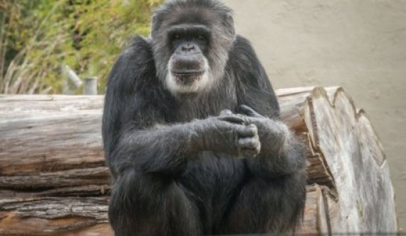  Ngordh shimpanzeja më e vjetër në kopshtet zoologjike të Amerikës së Veriut 