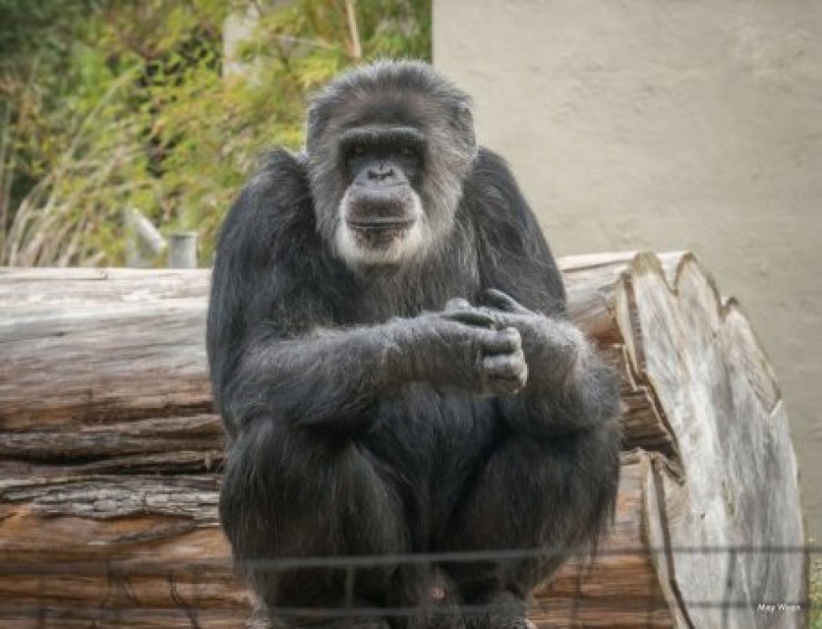  Ngordh shimpanzeja më e vjetër në kopshtet zoologjike të Amerikës së Veriut 