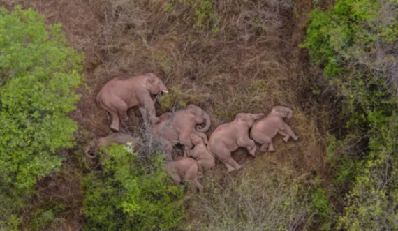  Pasi ecën 500 kilometra, elefantët e lodhur ndalen të pushojnë pak 