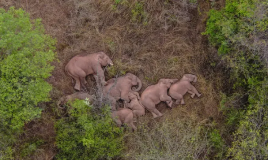  Pasi ecën 500 kilometra, elefantët e lodhur ndalen të pushojnë pak 