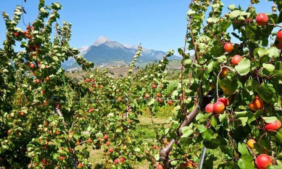  Zvicra, referendum për ndalimin e pesticideve 