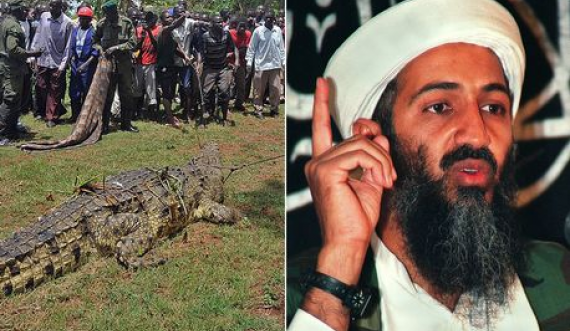  Krokodili i quajtur ‘Bin Laden’ terrorizon fshatin ku ka ngrënë dhjetra banorë 