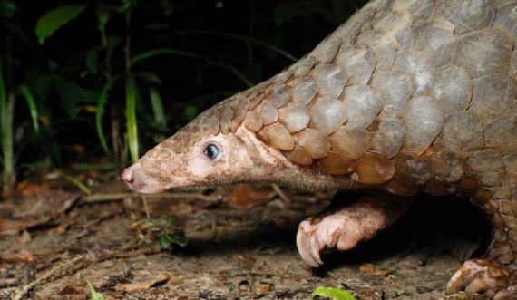 Pangolins: Pse është kafsha më e shitur në planet? 