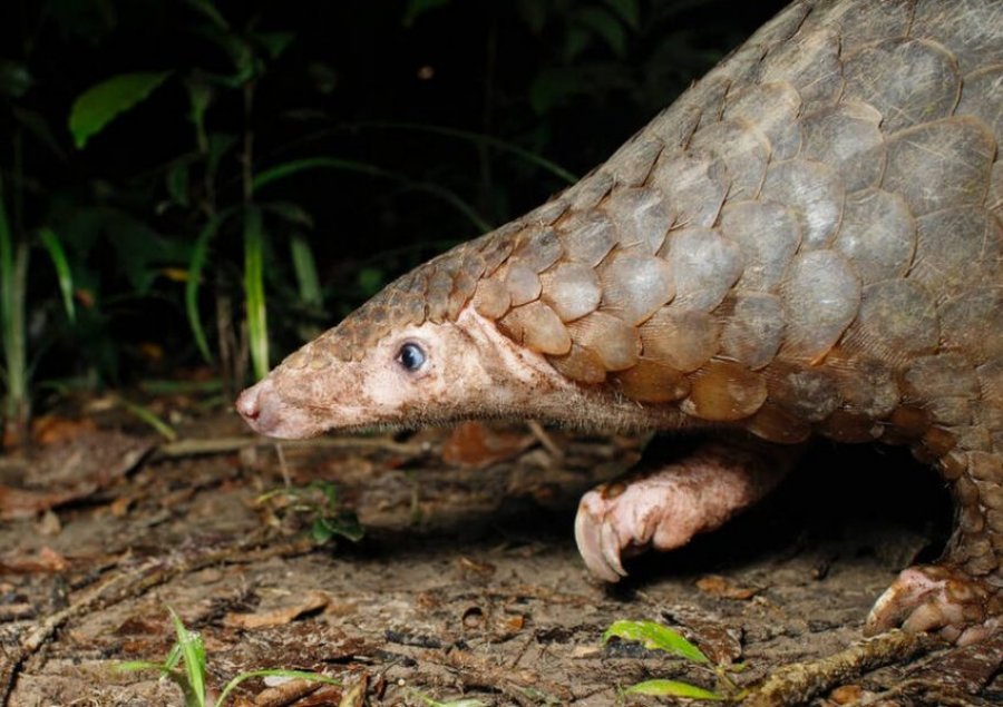 Pangolins: Pse është kafsha më e shitur në planet? 