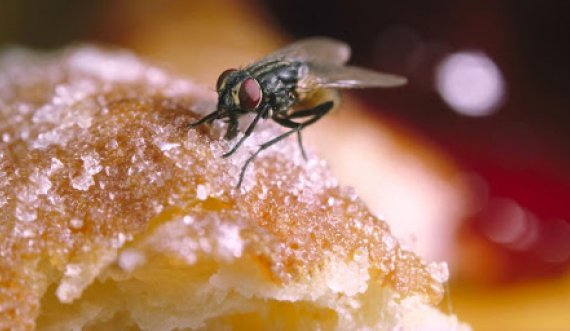 A e dini çfarë ju ndodh nëse e hani ushqimin e prekur nga insektet?