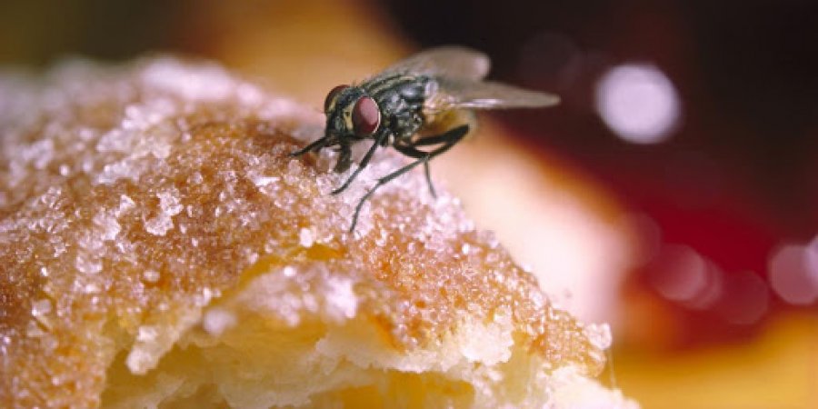 A e dini çfarë ju ndodh nëse e hani ushqimin e prekur nga insektet?