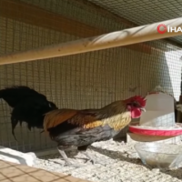 Gjeli që këndon deri sa i bie të fikët