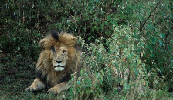 Ngordh luani më i famshëm i Afrikës