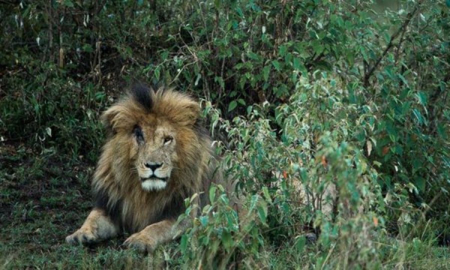 Ngordh luani më i famshëm i Afrikës