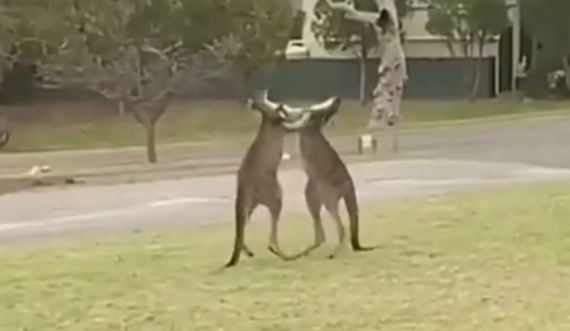 Kjo video bëhet virale: Kangurët bëjnë sherr në Australi, ja si zihen me njëri-tjetrin 