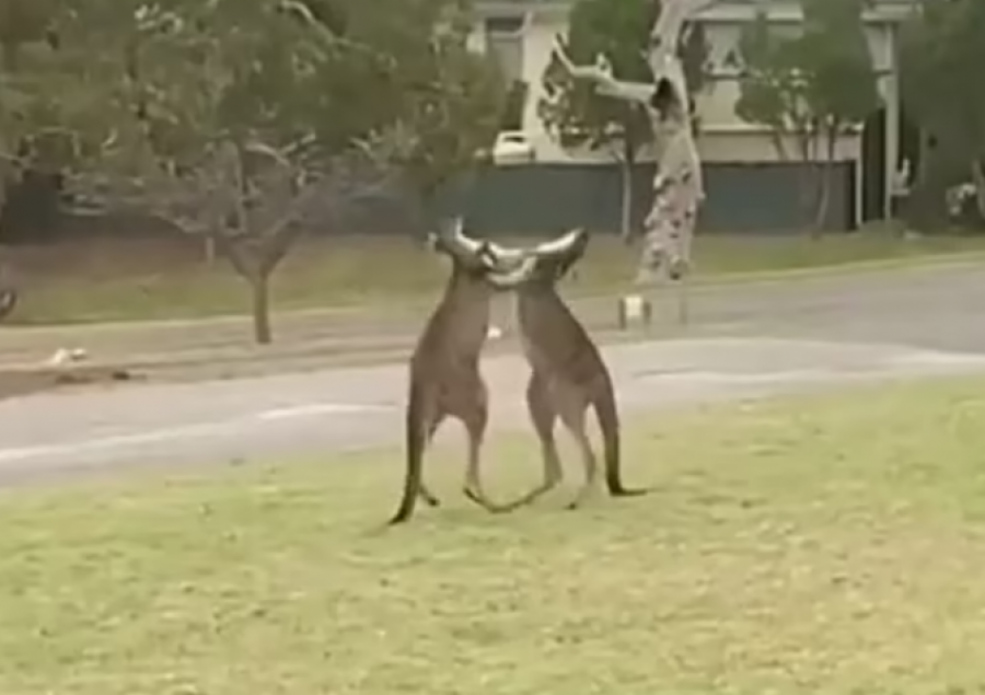 Kjo video bëhet virale: Kangurët bëjnë sherr në Australi, ja si zihen me njëri-tjetrin 