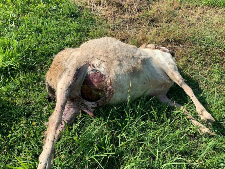  Ujku mbyt 12 dele në një fermë në Strellc 