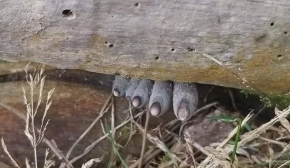 Të kujt janë këta “gishta”? Një komentues zgjidhi misterin, para se autori të jepte përgjigjen! 