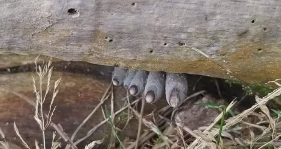 Të kujt janë këta “gishta”? Një komentues zgjidhi misterin, para se autori të jepte përgjigjen! 