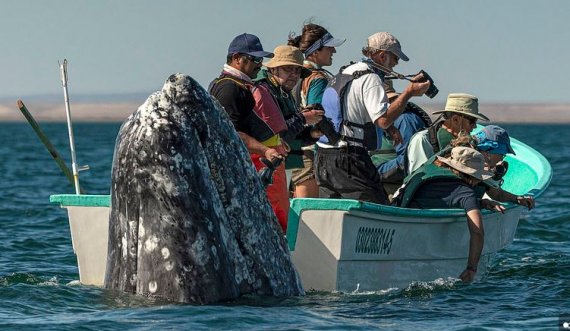  Momentet kur balena del prapa barkës së turistëve që e kërkojnë në anën e gabuar 