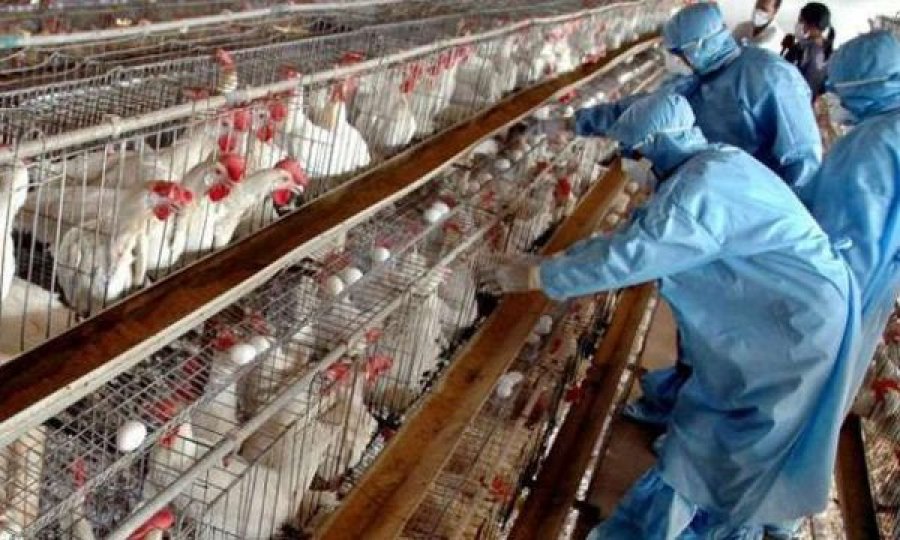 Virusi H5N8 në Kosovë – asgjësohen shpezë në 36 ferma