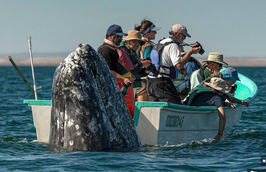  Momentet kur balena del prapa barkës së turistëve që e kërkojnë në anën e gabuar 