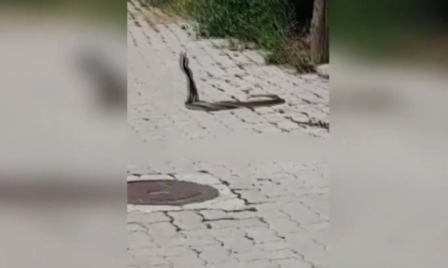 Gjarpërinjtë në Prizren luftojnë kokë më kokë me njëri-tjetrin