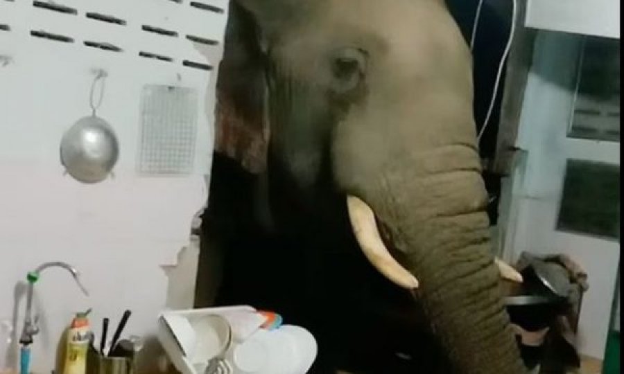  Momenti kur elefanti i uritur shemb murin e shtëpisë për oriz 