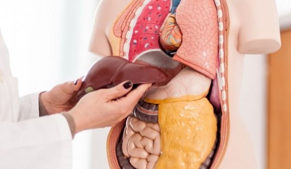 Dhjetë organet më të rënda në trupin tonë, vetëm një peshon gati pesë kilogram 