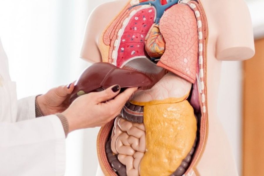 Dhjetë organet më të rënda në trupin tonë, vetëm një peshon gati pesë kilogram 