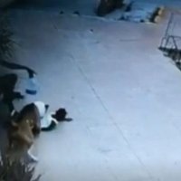 Veterinerja shpëton vajzën 2-vjeçare nga sulmi i qenit