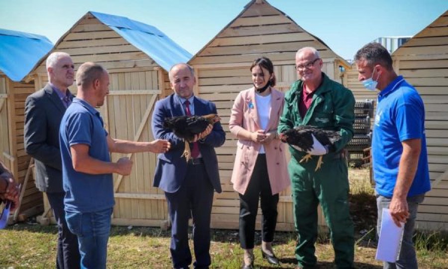 Rreziku nga gripi i shpezëve, Komuna e Pejës s’e përfill vendimin e AUV-it, shpërndan pula në 51 familje