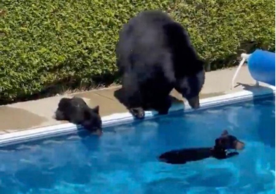 Arinjtë hyjnë në pishinë për të shpëtuar nga vapa e madhe 