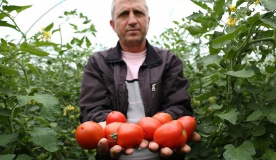 Fermeri shqiptar mbjell domate dhe përgatitet ta shesë, por vë duart në kokë nga ajo që sheh