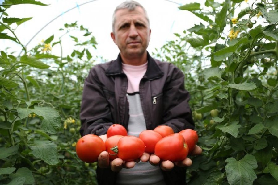 Fermeri shqiptar mbjell domate dhe përgatitet ta shesë, por vë duart në kokë nga ajo që sheh