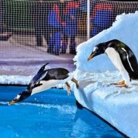 Befasitë në shkretëtirën e Dubait: Kopshtet botanike, pista me dëborë dhe pinguinë