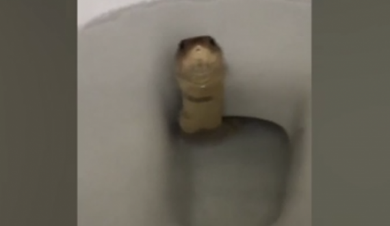  “Nuk shkoj më në tualet”, burri tmerrohet kur gjen një kobra në WC 