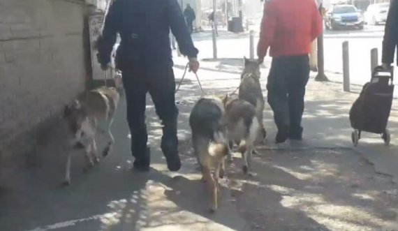 Katër ujq shëtiten në qendër të Prishtinës