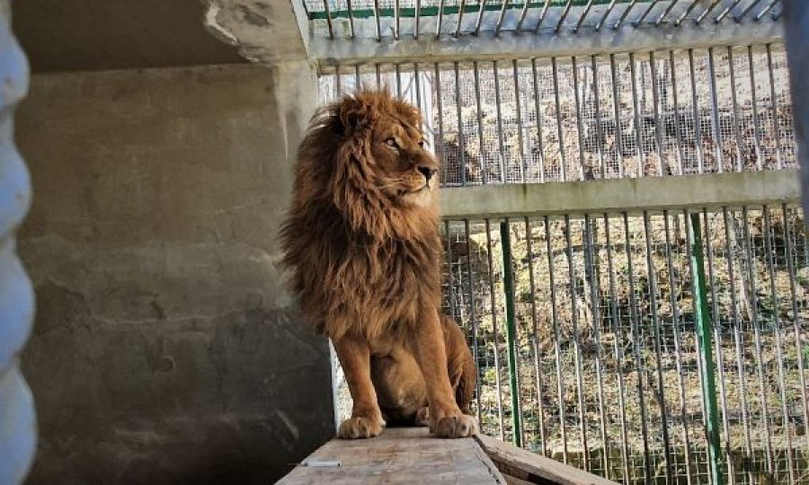  Vaksinohet luani që mbahet në kafaz në një restorant në Gjilan 