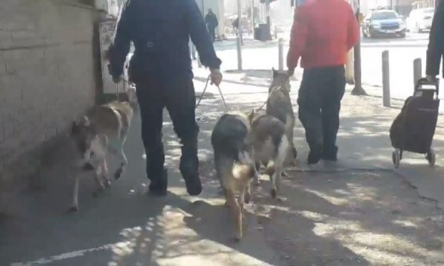 Katër ujq shëtiten në qendër të Prishtinës