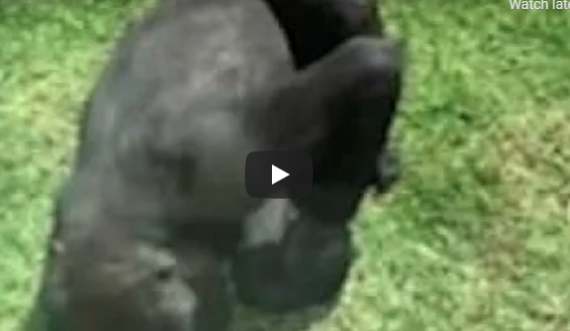 Kur gorilla ndihmon zogun e plagosur të fluturojë