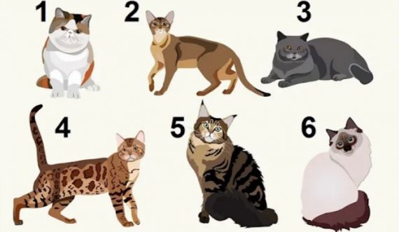 Test/ Zgjidhni një mace dhe zbuloni tipare të personalitetit tuaj që mund të mos i dini